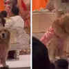 ‘Happy Ambani’ steals the show