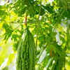 Article image for: <i class="tbold">bitter gourd</i>