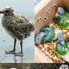 Article image for: Birds with surprising young