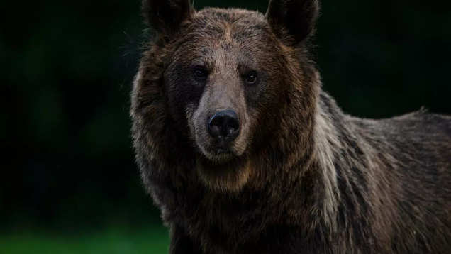 Romania Bears Culling: Romania Parliament approves culling of over 500 ...