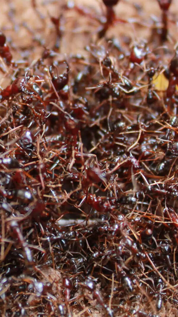 Ant
