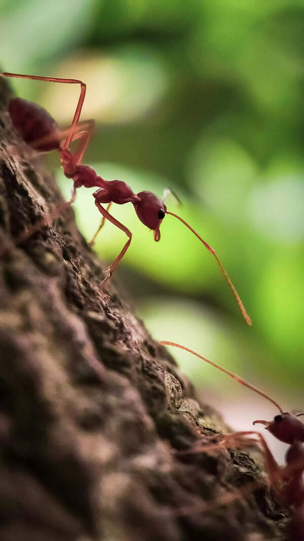 Ant