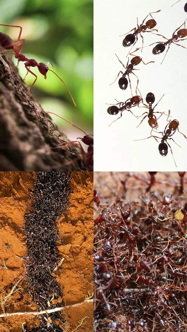 Ant