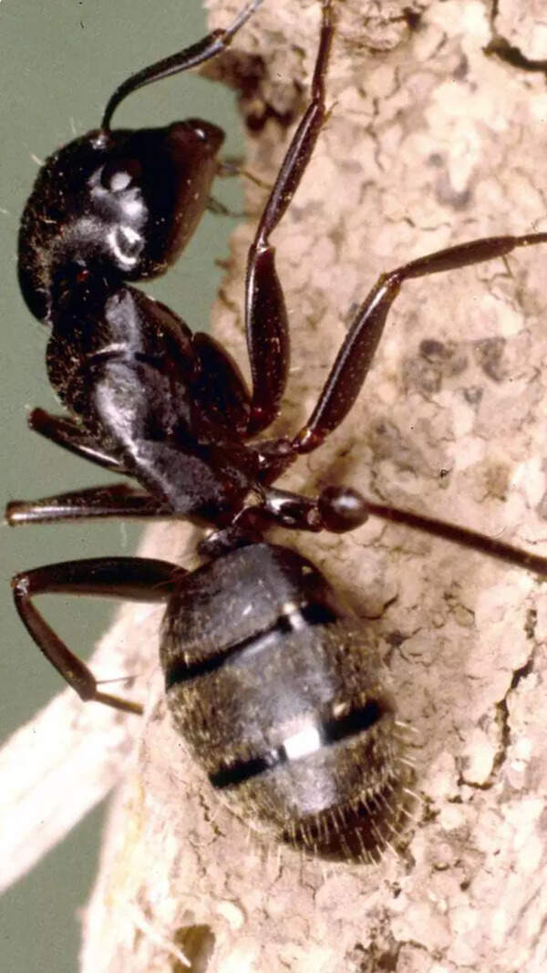 Ant