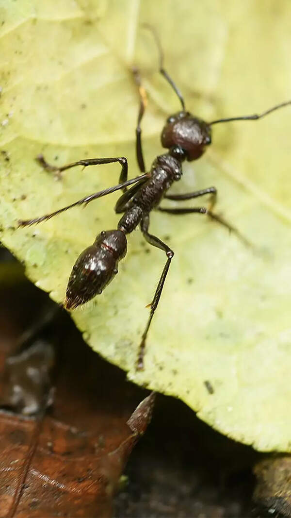 Ant