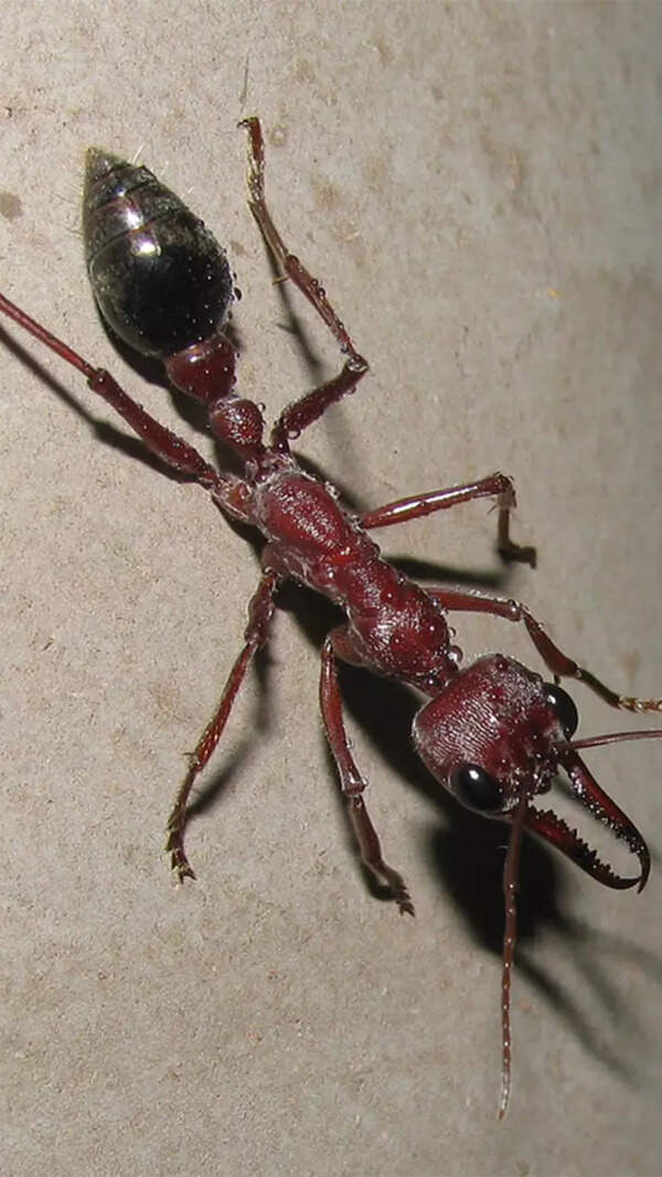 Ant