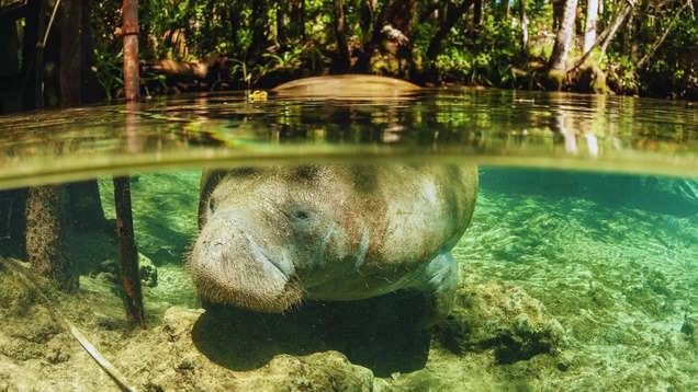 Florida: Kayaking with manatees in Crystal River