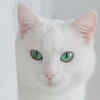 Article image for: <i class="tbold">turkish</i> angora cat