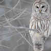 Barred Owls