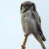 Northern Hawk Owls