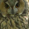 Long-eared Owls