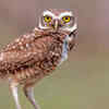 ​Burrowing Owls