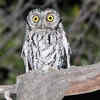 Whiskered Screech-Owls
