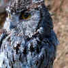 Western Screech-Owls