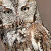 Eastern Screech-Owls