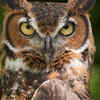 Great Horned Owls