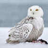 Snowy Owls