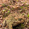 Article image for: Desert <i class="tbold">frog</i>s