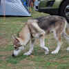 Utonagan