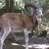 Urial