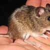 Ural Field Mouse