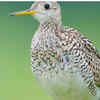 Upland Sandpiper