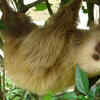 Unau (Two-Toed Sloth)