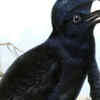 Umbrellabird