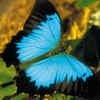 Ulysses Butterfly