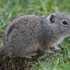Uinta Ground Squirrel
