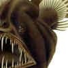 Deep-sea Anglerfish
