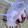 Sea Pig
