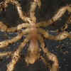 Giant Sea Spider