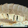 Giant Isopod