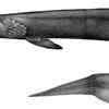 ​Frilled Shark