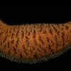 Sea Cucumber