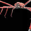 Japanese Spider Crab
