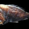 Fangtooth Fish