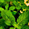 Article image for: Smart tips to care for <i class="tbold">tulsi plant</i>