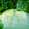 Article image for: <i class="tbold">ash gourd</i> juice