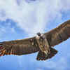 Andean condor (Vultur gryphus)