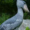 Shoebill (Balaeniceps rex)