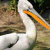 Dalmatian pelican (Pelecanus crispus)
