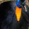 Cassowary (Casuarius casuarius)