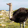 Ostrich (Struthio camelus)