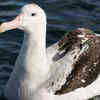 Wandering albatross (Diomedea exulans)