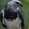 Harpy eagle (Harpia harpyja)