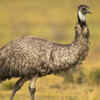 Emu (Dromaius novaehollandiae)