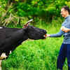 Feeding jaggery to cows 