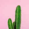 Article image for: <i class="tbold">cactus</i>